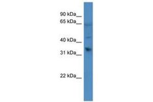 Image no. 1 for anti-Olfactory Receptor, Family 1, Subfamily D, Member 2 (OR1D2) (C-Term) antibody (ABIN6746642) (OR1D2 抗体  (C-Term))
