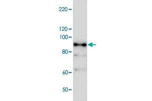 Western blot analysis of bacterial lysate of MBP-fused antigen partial protein with Nbr1 polyclonal antibody . (NBR1 抗体)