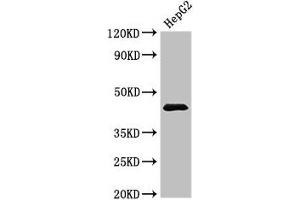 Western Blot Positive WB detected in: HepG2 whole cell lysate All lanes: PSMC5 antibody at 3. (PSMC5 抗体  (Regulatory Subunit 8))
