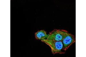 Immunofluorescence analysis of Hela cells using THAP1 mouse mAb (green). (THAP1 抗体  (AA 1-213))