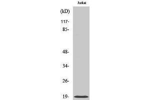 Western Blotting (WB) image for anti-Cofilin 1 (CFL1) (Ser245) antibody (ABIN3174467) (Cofilin 抗体  (Ser245))