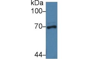 Detection of NUP62 in Porcine Liver lysate using Polyclonal Antibody to Nucleoporin 62 (NUP62) (NUP62 抗体  (AA 186-432))