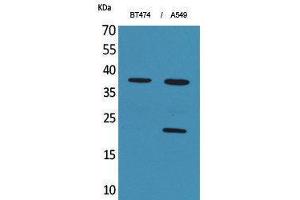 Western Blotting (WB) image for anti-Interferon, alpha 1 (IFNA1) (C-Term) antibody (ABIN3180993) (IFNA1 抗体  (C-Term))