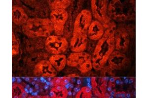 Immunofluorescence analysis of Mouse kidney using LCN2 Polyclonal Antibody at dilution of 1:100.