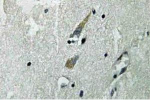 Immunohistochemistry (IHC) analyzes of Raf-1 antibody in paraffin-embedded human brain tissue. (RAF1 抗体)