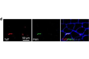 Specificity of Pdgfrβ-driven Cre. (PEG3 抗体  (AA 1501-1588))