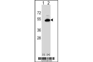Western blot analysis of SGMS2 using rabbit polyclonal SGMS2 Antibody using 293 cell lysates (2 ug/lane) either nontransfected (Lane 1) or transiently transfected (Lane 2) with the SGMS2 gene. (Sphingomyelin Synthase 2 抗体  (C-Term))