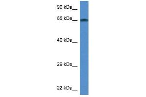 WB Suggested Anti-Taf6l Antibody Titration: 1. (TAF6L 抗体  (Middle Region))