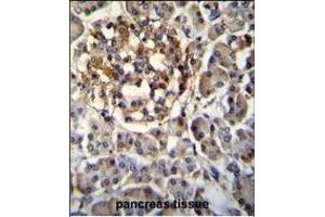 SEC14L5 Antibody (Center) (ABIN655563 and ABIN2845065) immunohistochemistry analysis in formalin fixed and paraffin embedded human pancreas tissue followed by peroxidase conjugation of the secondary antibody and DAB staining. (SEC14L5 抗体  (AA 448-477))