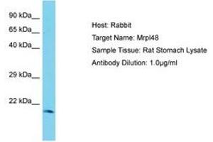 Image no. 1 for anti-Mitochondrial Ribosomal Protein L48 (MRPL48) (C-Term) antibody (ABIN6750370) (MRPL48 抗体  (C-Term))
