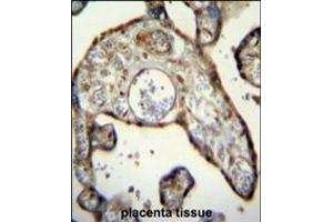 MNDA Antibody (N-term) (ABIN655190 and ABIN2844806) immunohistochemistry analysis in formalin fixed and paraffin embedded human placenta tissue followed by peroxidase conjugation of the secondary antibody and DAB staining. (MNDA 抗体  (N-Term))