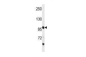 PCDH18 Antibody (C-term) (ABIN657510 and ABIN2846534) western blot analysis in mouse liver tissue lysates (35 μg/lane). (PCDH18 抗体  (C-Term))