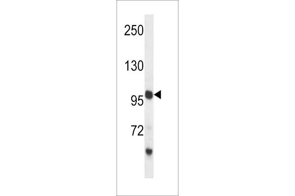 PCDH18 Antikörper  (C-Term)