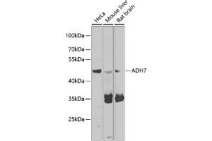 Western blot analysis of extracts of various cell lines, using  antibody (ABIN6131173, ABIN6136581, ABIN6136582 and ABIN6223850) at 1:1000 dilution. (ADH7 抗体  (AA 1-386))