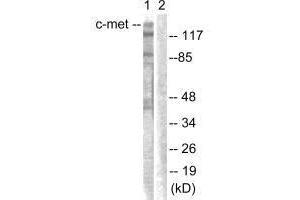 Western blot analysis of extracts from HepG2 cells, using c-Met (Ab-1003) antibody. (c-MET 抗体  (Tyr1003))