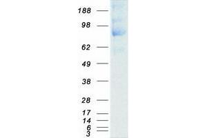 Western Blotting (WB) image for Protein tyrosine Phosphatase, Receptor Type, A (PTPRA) (Transcript Variant 1) protein (Myc-DYKDDDDK Tag) (ABIN2730127)