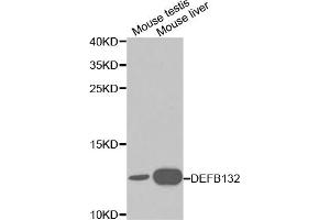 Western blot analysis of extracts of various cell lines, using DEFB132 antibody (ABIN5970433) at 1/1000 dilution.