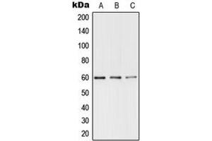 Western blot analysis of TERF1 (pS219) expression in DLD UV-treated (A), Raw264.