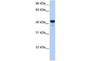 WB Suggested Anti-Elf3 Antibody Titration: 0. (ELF3 抗体  (Middle Region))