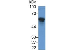 Detection of AMH in Rat Testis lysate using Monoclonal Antibody to Anti-Mullerian Hormone (AMH) (AMH 抗体  (AA 19-560))