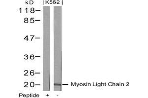 Image no. 2 for anti-Myosin, Light Chain 2, Regulatory, Cardiac, Slow (MYL2) (AA 16-20) antibody (ABIN197362) (MYL2 抗体  (AA 16-20))