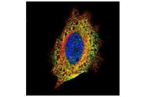 ICC/IF Image Confocal immunofluorescence analysis (Olympus FV10i) of paraformaldehyde-fixed HeLa, using STIP1, antibody (Green) at 1:500 dilution. (STIP1 抗体)