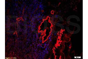 Immunofluorescence (IF) image for anti-Collagen, Type IV (COL4) (AA 1571-1669) antibody (ABIN707396)