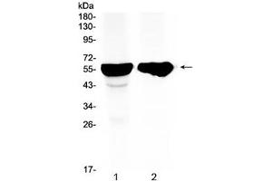 Western blot testing of 1) rat liver and 2) mouse liver tissue with CYP2D6 antibody at 0. (CYP2D6 抗体  (AA 315-347))