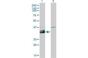 Western Blot analysis of DNASE1L1 expression in transfected 293T cell line by DNASE1L1 monoclonal antibody (M02), clone 4E8.