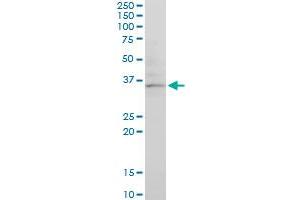 CHN1 monoclonal antibody (M03), clone 3A3. (CHN1 抗体  (AA 91-200))