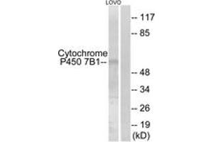 Western blot analysis of extracts from LOVO cells, using Cytochrome P450 7B1 Antibody. (CYP7B1 抗体  (AA 101-150))