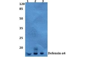 Western blot analysis of Defensin alpha 4 antibody at a 1/500 dilution. (DEFA4 抗体)