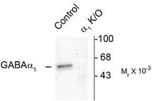 Image no. 1 for anti-gamma-aminobutyric Acid (GABA) A Receptor, alpha 1 (GABRA1) (N-Term) antibody (ABIN372627) (GABRA1 抗体  (N-Term))