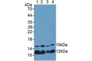 Rabbit Capture antibody from the kit in WB with Positive Control: Sample Lane1: Porcine Spleen Tissue; Lane2: Mouse Thymus Tissue; Lane3: Mouse Placenta Tissue; Lane4: Human Hela Cells. (Histone H4 ELISA 试剂盒)