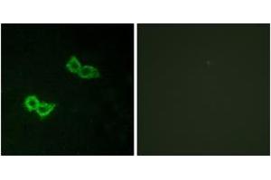 Immunofluorescence analysis of HepG2 cells, using GPR150 Antibody. (GPR150 抗体  (AA 51-100))