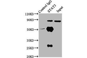 Western Blotting (WB) image for anti-Signal Transducer and Activator of Transcription 3 (Acute-Phase Response Factor) (STAT3) (AA 50-240) antibody (ABIN7169675)