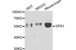 Western blot analysis of extracts of various cell lines, using GPS1 antibody (ABIN5974162) at 1/1000 dilution. (GPS1 抗体)