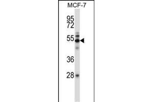 Mouse Map3k7 Antibody (N-term) (ABIN657840 and ABIN2846802) western blot analysis in MCF-7 cell line lysates (35 μg/lane).