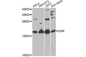Western blot analysis of extracts of various cell lines, using DAP Antibody. (DAP 抗体)