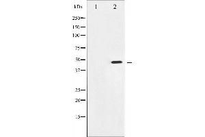 Western blot analysis of Aurora Kinase phosphorylation expression in serum treated 293 whole cell lysates,The lane on the left is treated with the antigen-specific peptide. (Aurora A 抗体  (pThr288))
