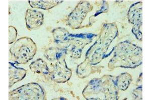 Immunohistochemistry of paraffin-embedded human placenta tissue using ABIN7174129 at dilution of 1:100 (TDP1 抗体  (AA 1-260))