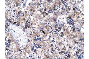 Image no. 1 for anti-PRKC, Apoptosis, WT1, Regulator (PAWR) (AA 212-261) antibody (ABIN202286) (PAWR 抗体  (AA 212-261))