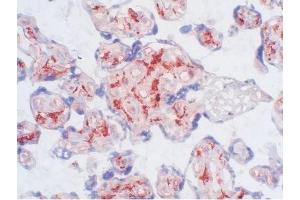 Human placenta frozen tissue section (CD163 抗体  (Biotin))