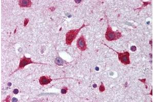 Human Brain, Cortex (formalin-fixed, paraffin-embedded) stained with SOX2 antibody ABIN239849 at 1:50 followed by biotinylated goat anti-rabbit IgG secondary antibody ABIN481713, alkaline phosphatase-streptavidin and chromogen. (SOX2 抗体  (N-Term))