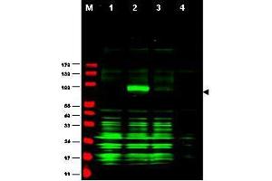 Image no. 2 for anti-Ajuba LIM Protein (AJUBA) (AA 224-239) antibody (ABIN199954) (AJUBA 抗体  (AA 224-239))
