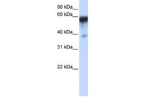 Western Blotting (WB) image for anti-Kin of IRRE Like 1 (NEPH1) antibody (ABIN2459109) (KIRREL 抗体)