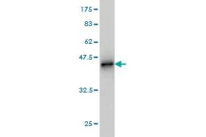 Western Blot detection against Immunogen (39. (BUB1B 抗体  (AA 1-130))
