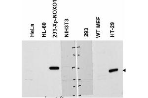 Image no. 2 for anti-NADPH Oxidase Organizer 1 (NOXO1) (AA 238-252) antibody (ABIN401322) (NOXO1 抗体  (AA 238-252))