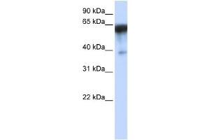WB Suggested Anti-KIRREL Antibody Titration:  0. (KIRREL 抗体  (Middle Region))