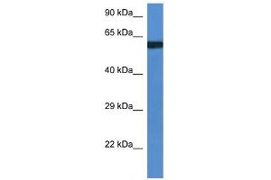 WB Suggested Anti-Uap1l1 Antibody   Titration: 1. (UAP1L1 抗体  (Middle Region))